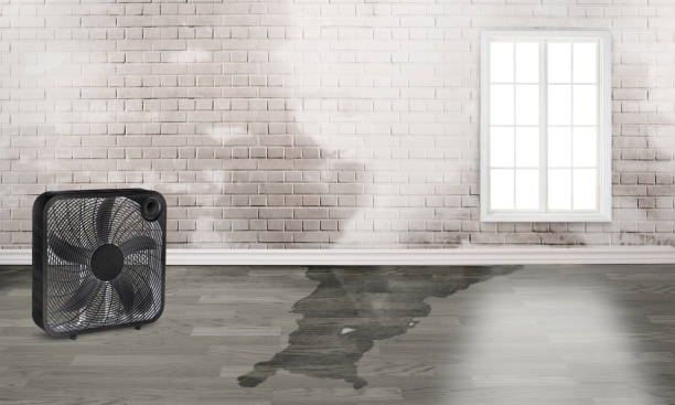 Best 24/7 water damage repair  in Boulevard Park, WA