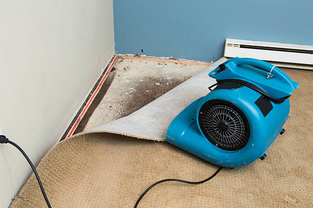 Best Professional water damage repair  in Boulevard Park, WA